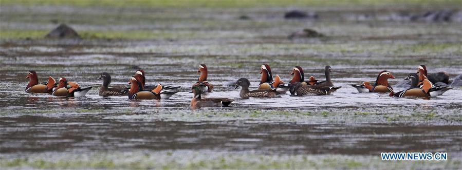 Wild mandarin ducks are seen on the Xin\'an River in Huangshan City, east China\'s Anhui Province, Nov. 16, 2018. The Xin\'an River in recent years has seen an increasing number of wild mandarin ducks overwintering in it. (Xinhua/Shi Guangde)