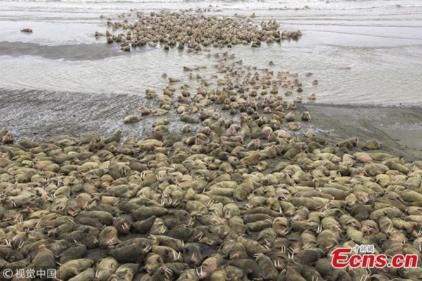 Thousands of giant walruses spotted in rare sighting in Alaska
