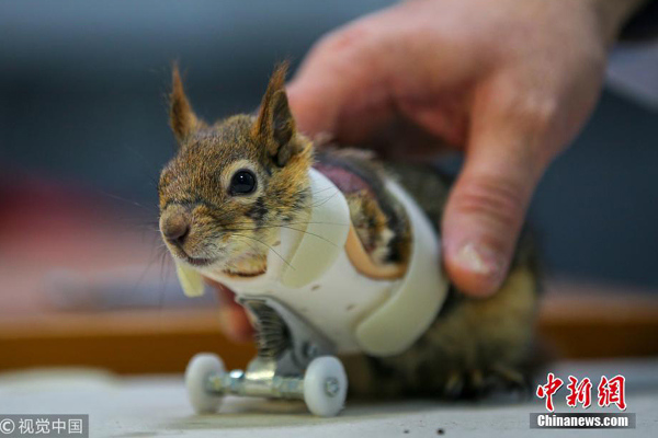 Turkish squirrel gets prosthetic arms