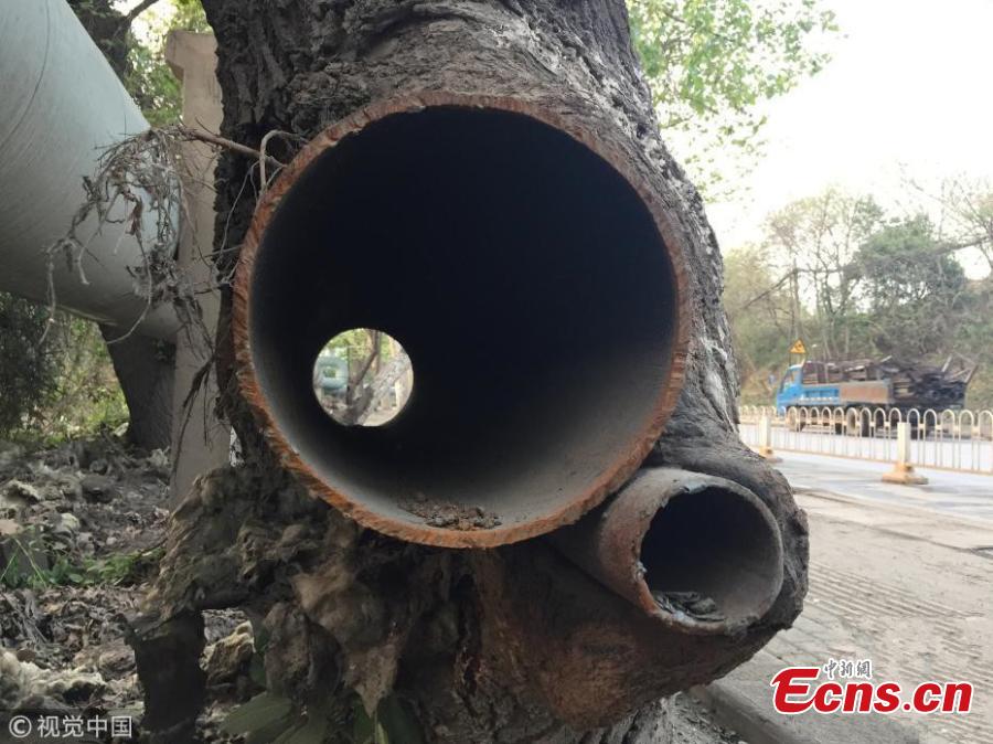 Tree with iron tubes inside still flourishing