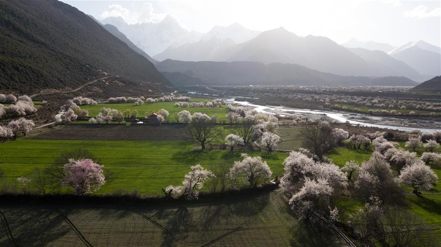 Scenery of peach blossoms in Tibet
