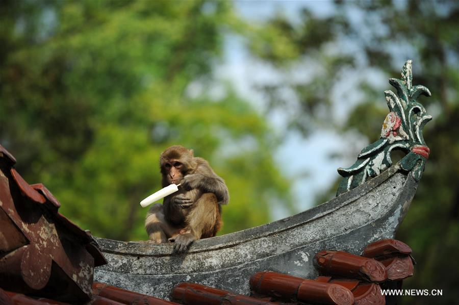 Macaques play in Qianlingshan Park, SW China